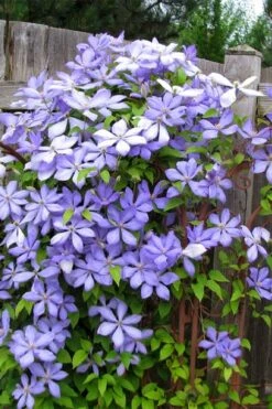Mrs. Cholmondeley Clematis - 1 Gallon Pot -Stylish Garden Plant Store clematis mrs cholmondeley 2