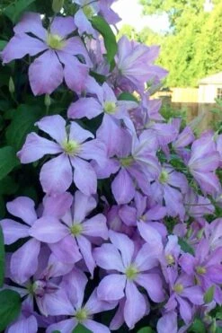 Mrs. Cholmondeley Clematis - 1 Gallon Pot -Stylish Garden Plant Store clematis mrs cholmondeley 8