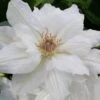 Mrs. George Jackman Clematis - 1 Gallon Pot -Stylish Garden Plant Store clematis mrs george jackman 10