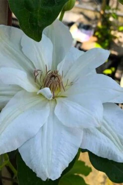 Mrs. George Jackman Clematis - 1 Gallon Pot -Stylish Garden Plant Store clematis mrs george jackman 5