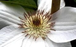 Mrs. George Jackman Clematis - 1 Gallon Pot -Stylish Garden Plant Store clematis mrs george jackman 8