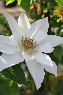 Mrs. George Jackman Clematis - 1 Gallon Pot -Stylish Garden Plant Store clematis mrs george jackman 9