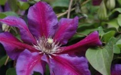 Mrs. Norman Thompson Clematis - 1 Gallon Pot -Stylish Garden Plant Store clematis mrs n thompson 1