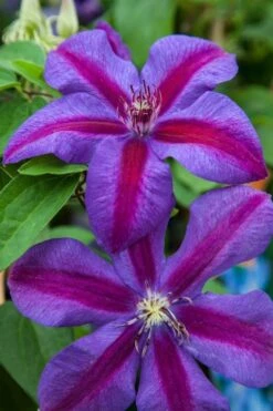 Mrs. Norman Thompson Clematis - 1 Gallon Pot -Stylish Garden Plant Store clematis mrs n thompson 7
