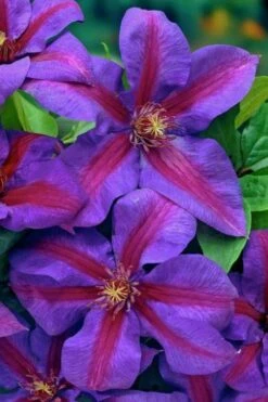 Mrs. Norman Thompson Clematis - 1 Gallon Pot -Stylish Garden Plant Store clematis mrs norman thompson 20
