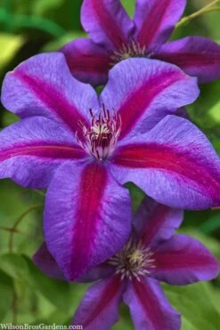 Mrs. Norman Thompson Clematis - 1 Gallon Pot -Stylish Garden Plant Store clematis mrs norman thompson 21