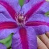 Mrs. Norman Thompson Clematis - 1 Gallon Pot -Stylish Garden Plant Store clematis mrs norman thompson 26