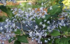 Mrs. Robert Brydon Clematis - 1 Gallon Pot -Stylish Garden Plant Store clematis mrs robert brydon 11