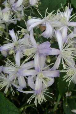 Mrs. Robert Brydon Clematis - 1 Gallon Pot -Stylish Garden Plant Store clematis mrs robert brydon 3