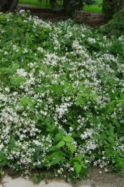 Mrs. Robert Brydon Clematis - 1 Gallon Pot -Stylish Garden Plant Store clematis mrs robert brydon 6