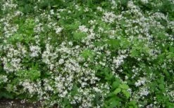 Mrs. Robert Brydon Clematis - 1 Gallon Pot -Stylish Garden Plant Store clematis mrs robert brydon 7