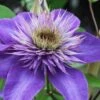 Multi Blue Clematis - 2 Gallon Pot -Stylish Garden Plant Store clematis multi blue 1