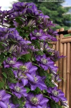 Multi Blue Clematis - 2 Gallon Pot -Stylish Garden Plant Store clematis multi blue 3