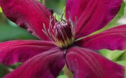 Niobe Clematis - 1 Gallon Pot -Stylish Garden Plant Store clematis niobe 1