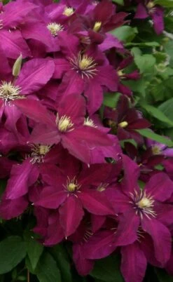 Niobe Clematis - 1 Gallon Pot -Stylish Garden Plant Store clematis niobe 2