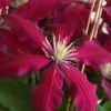 Niobe Clematis - 1 Gallon Pot -Stylish Garden Plant Store clematis niobe 4