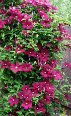 Niobe Clematis - 1 Gallon Pot -Stylish Garden Plant Store clematis niobe 5