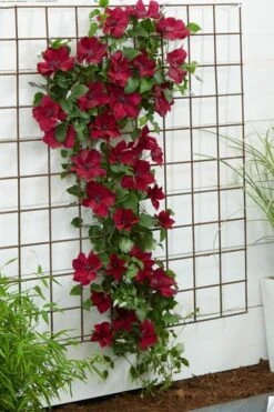 Nubia Clematis - 1 Gallon Pot -Stylish Garden Plant Store clematis nubia 1