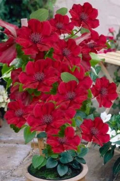 Nubia Clematis - 1 Gallon Pot -Stylish Garden Plant Store clematis nubia 3