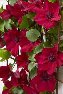 Nubia Clematis - 1 Gallon Pot -Stylish Garden Plant Store clematis nubia 4
