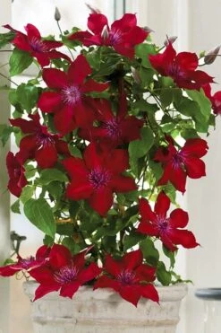 Nubia Clematis - 1 Gallon Pot -Stylish Garden Plant Store clematis nubia 5