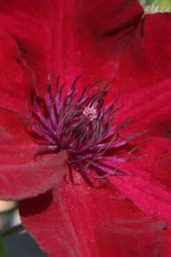 Nubia Clematis - 1 Gallon Pot -Stylish Garden Plant Store clematis nubia 6
