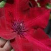 Nubia Clematis - 1 Gallon Pot 2 Nubia Clematis - 1 Gallon Pot -Stylish Garden Plant Store clematis nubia 7