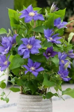 Olympia Clematis - 1 Gallon Pot -Stylish Garden Plant Store clematis olympia 1
