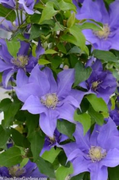 Olympia Clematis - 1 Gallon Pot -Stylish Garden Plant Store clematis olympia 2