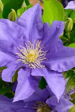 Olympia Clematis - 1 Gallon Pot -Stylish Garden Plant Store clematis olympia 3