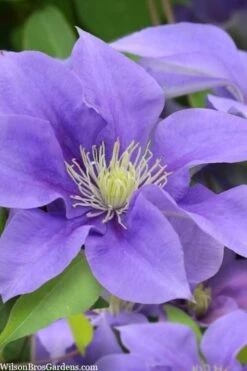 Olympia Clematis - 1 Gallon Pot -Stylish Garden Plant Store clematis olympia 5