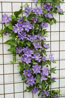 Olympia Clematis - 1 Gallon Pot -Stylish Garden Plant Store clematis olympia 6