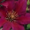 Picardy Clematis - 1 Gallon Pot -Stylish Garden Plant Store clematis picardy 7