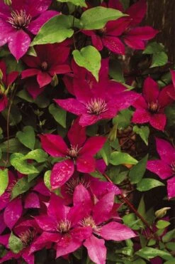 Picardy Clematis - 1 Gallon Pot -Stylish Garden Plant Store clematis picardy 9