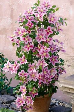 Piilu Clematis (Little Duckling) - 1 Gallon Pot -Stylish Garden Plant Store clematis piilu 3