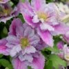 Piilu Clematis (Little Duckling) - 1 Gallon Pot -Stylish Garden Plant Store clematis piilu 4