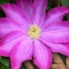 Pink Champagne Clematis - 1 Gallon Pot -Stylish Garden Plant Store clematis pink champagne 10