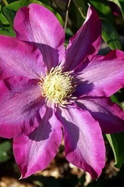 Pink Champagne Clematis - 1 Gallon Pot -Stylish Garden Plant Store clematis pink champagne 2
