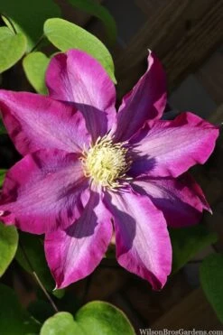 Pink Champagne Clematis - 1 Gallon Pot -Stylish Garden Plant Store clematis pink champagne
