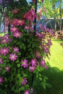 Pink Champagne Clematis - 1 Gallon Pot -Stylish Garden Plant Store clematis pink champagne 4