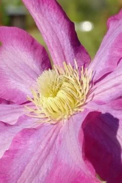 Pink Champagne Clematis - 1 Gallon Pot -Stylish Garden Plant Store clematis pink champagne 6