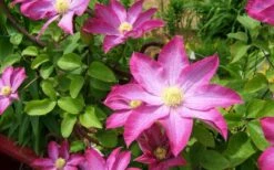 Pink Champagne Clematis - 1 Gallon Pot -Stylish Garden Plant Store clematis pink champagne 8