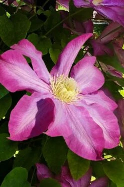 Pink Champagne Clematis - 1 Gallon Pot -Stylish Garden Plant Store clematis pink champagne 9