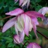 Pink Flamingo Clematis - 1 Gallon Pot -Stylish Garden Plant Store clematis pink flamingo 8