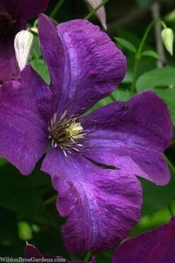 Polish Spirit Clematis - 1 Gallon Pot -Stylish Garden Plant Store clematis polish spirit 1