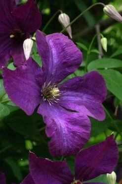 Polish Spirit Clematis - 1 Gallon Pot -Stylish Garden Plant Store clematis polish spirit 2