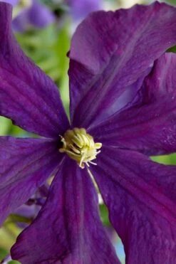Polish Spirit Clematis - 1 Gallon Pot -Stylish Garden Plant Store clematis polish spirit 5