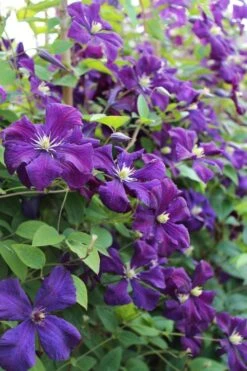 Polish Spirit Clematis - 1 Gallon Pot -Stylish Garden Plant Store clematis polish spirit 6
