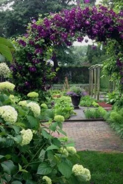 Polish Spirit Clematis - 1 Gallon Pot -Stylish Garden Plant Store clematis polish spirit 7