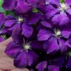 Polish Spirit Clematis - 1 Gallon Pot -Stylish Garden Plant Store clematis polish spirit 9